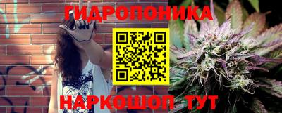 стафф Кингисепп