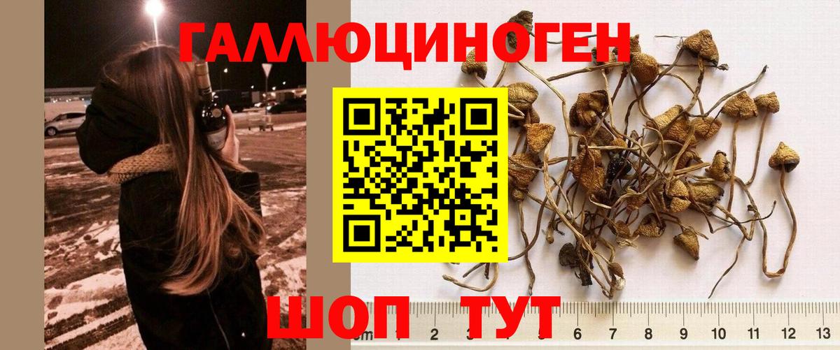Галлюциногенные грибы Magic Shrooms  Вход с VPN  Котовск  где найти наркотики  Галлюциногенные грибы прущие грибы 